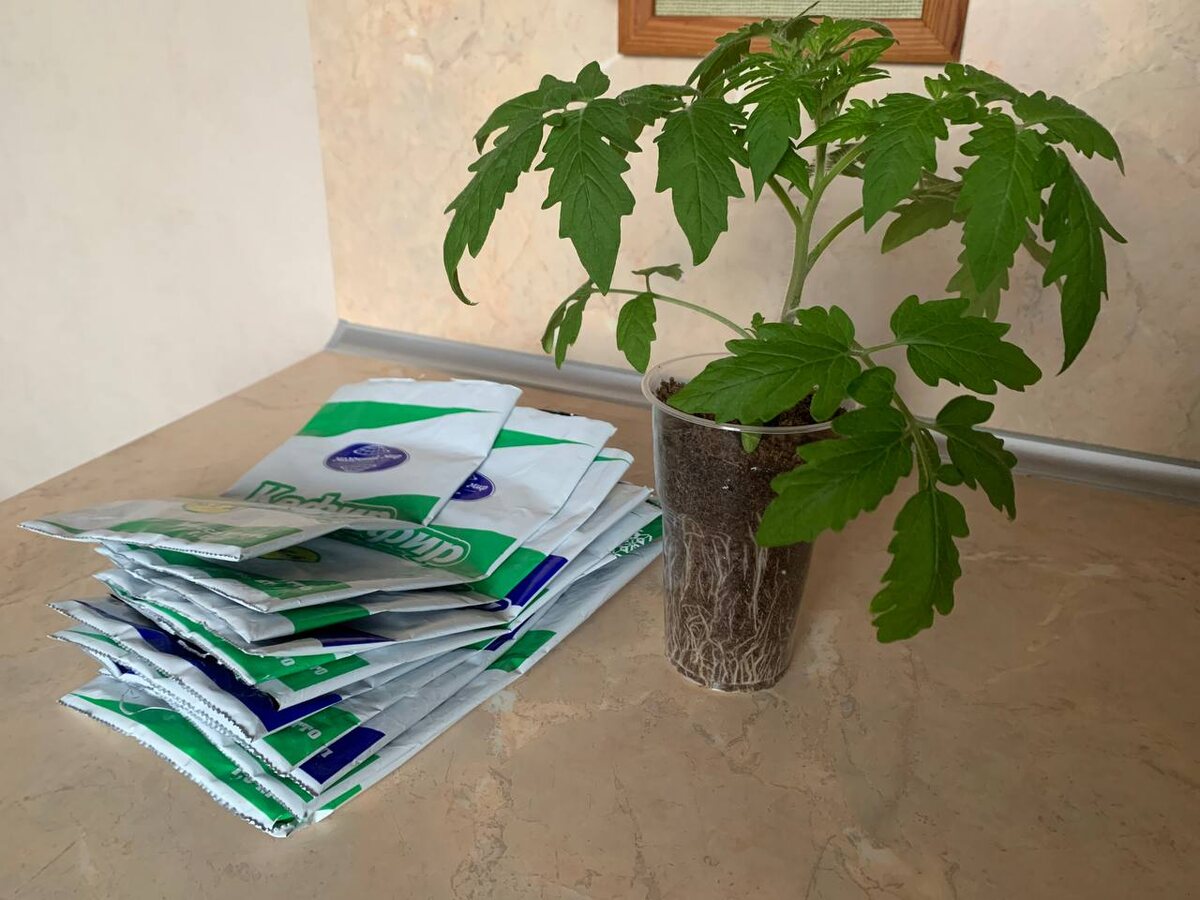 Удобные емкости для рассады. Фото автора