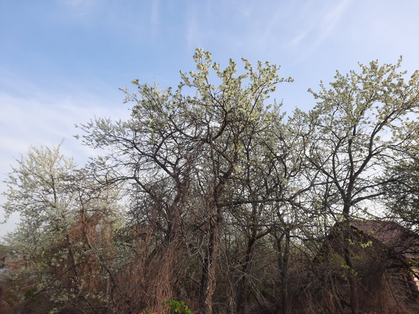 Плодовые деревья можно не обрезать и не формировать? Две истории про яблони