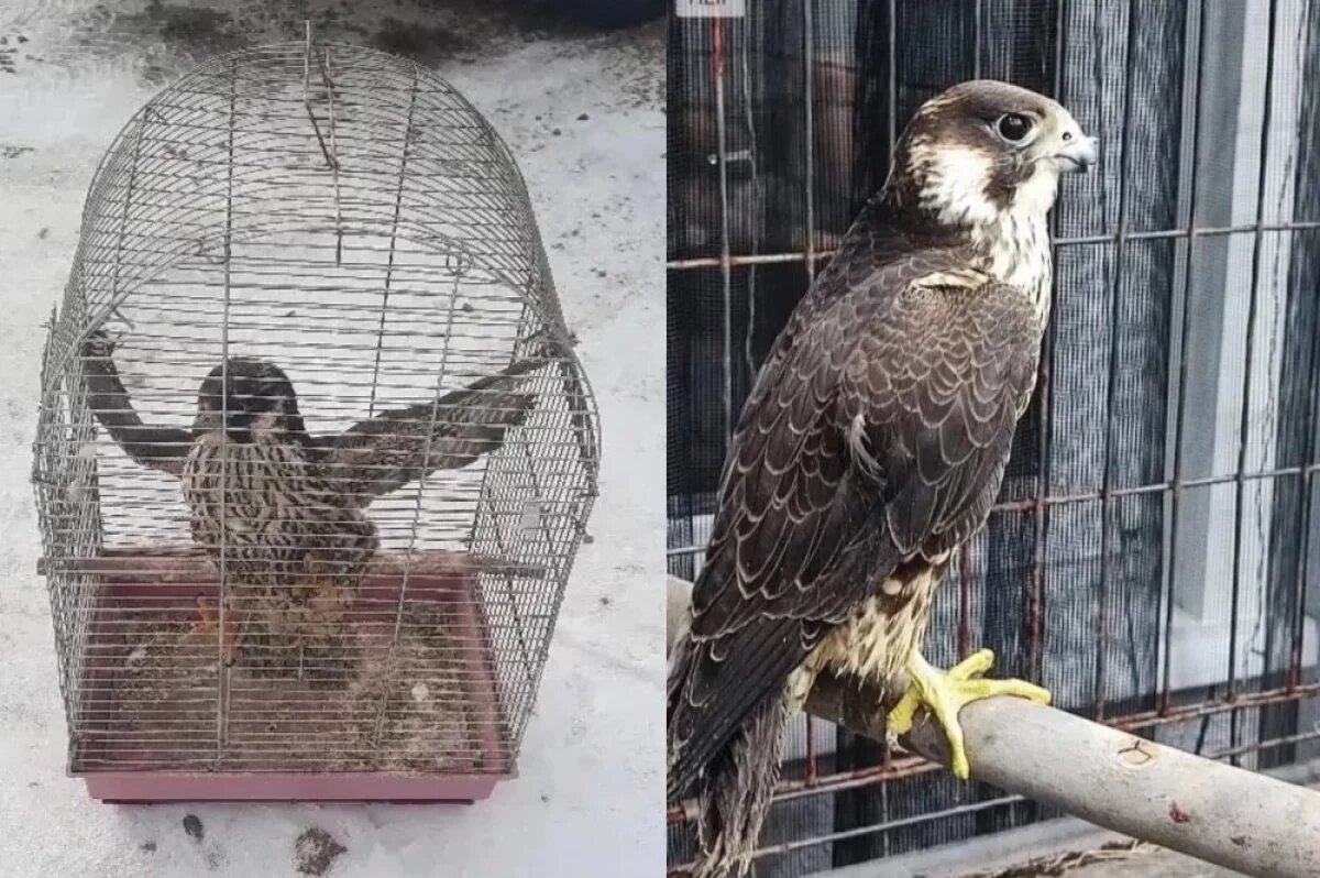    Жительницу Канска осудят за продажу краснокнижного сокола-сапсана