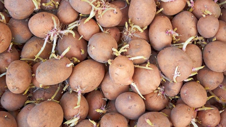 Ранний картофель: копаю в июне без теплицы и ведер