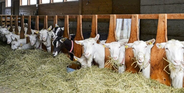    Фото: Gazzarin Ch.