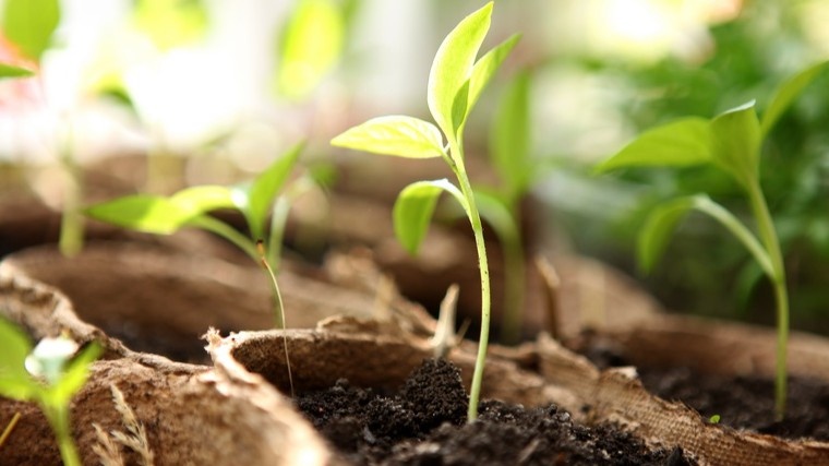 Вытягивание рассады томатов