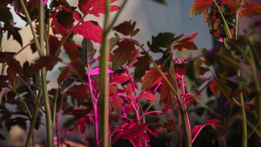 Досветка 14–16 часов в сутки — и рассада перестает тянуться уже через 4–5 дней