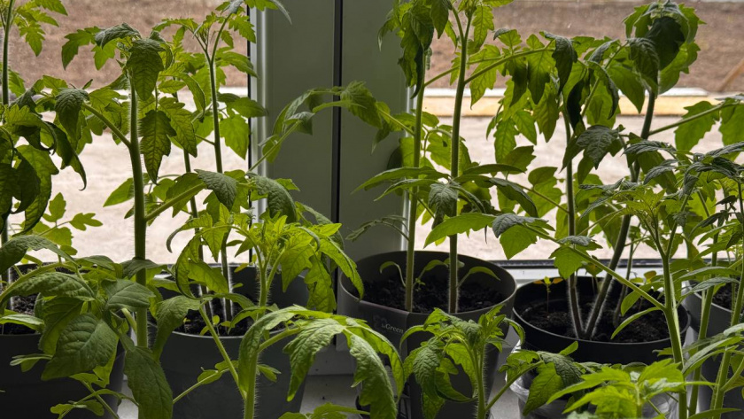    Первый городской канал Калининград