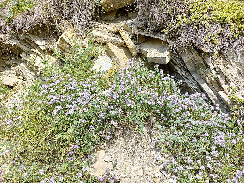 Мергели породы, произошедшие из древних глин. Фото К.П. Попова.