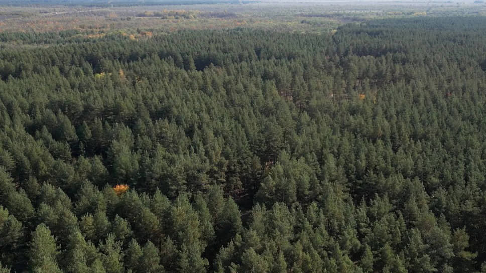 Фото: t.me / busargin_r