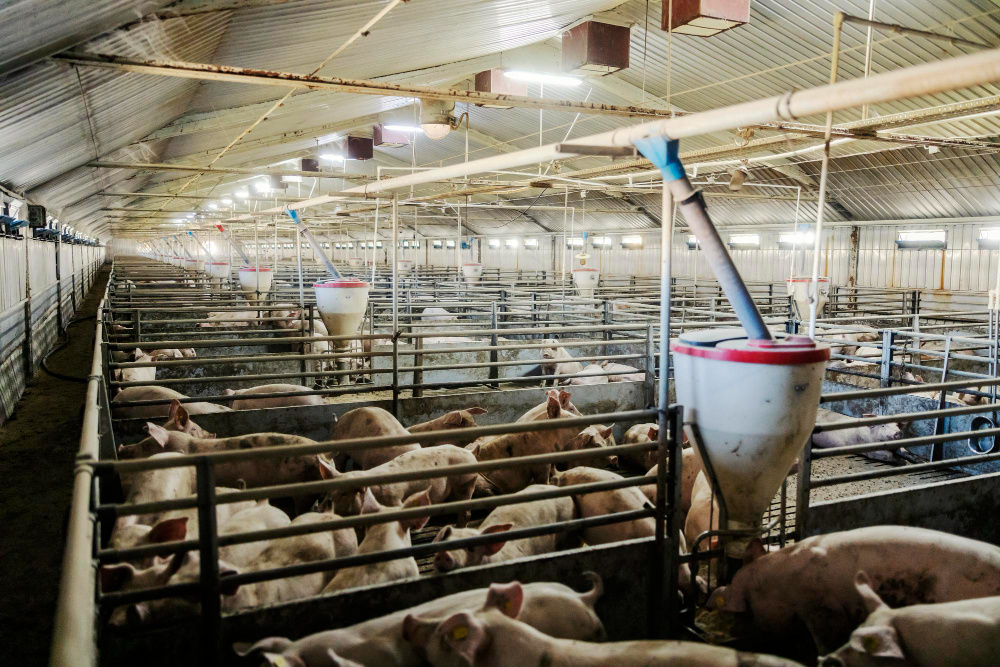 Фото: Dusanpetkovic / Freepik