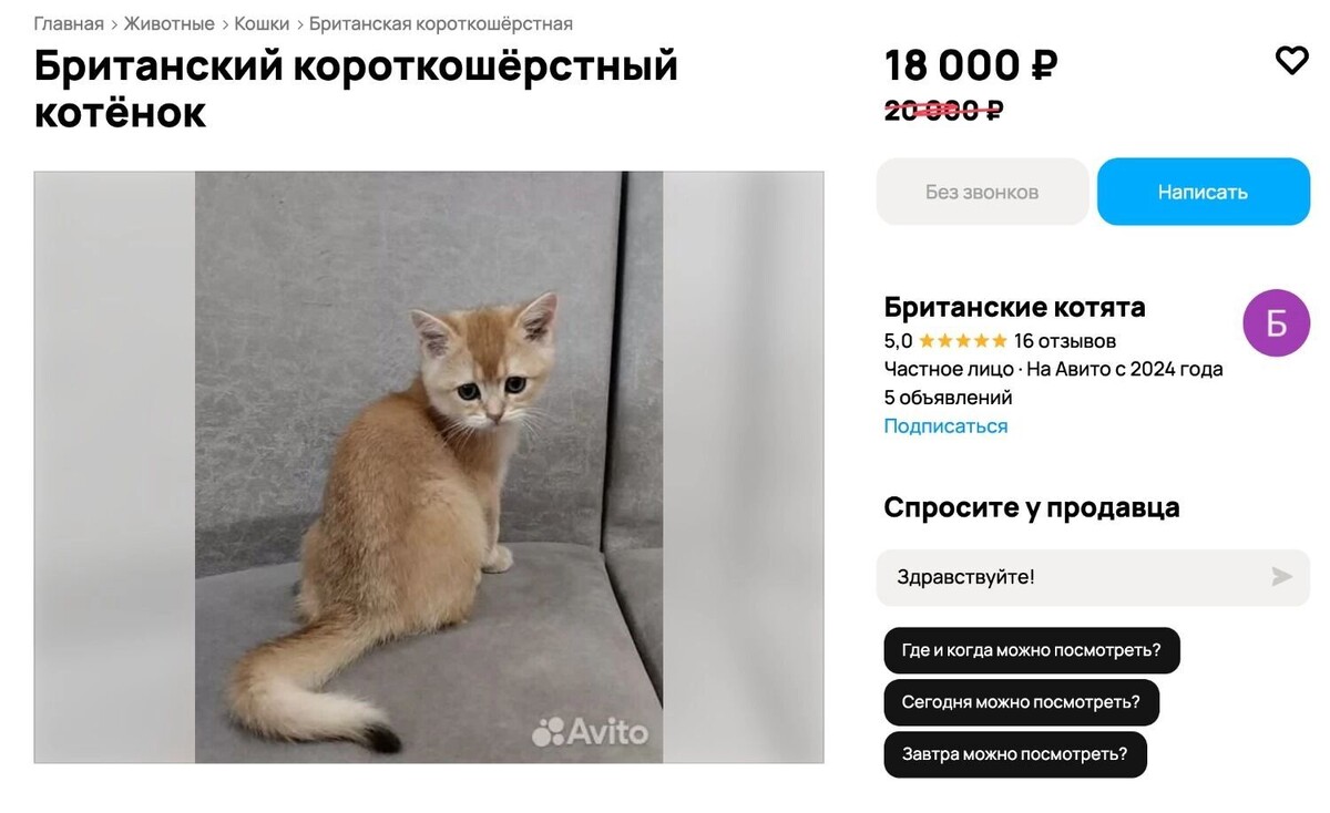    За этого малыша продавец просит 18 тысяч   Сервис онлайн-объявлений «Авито»