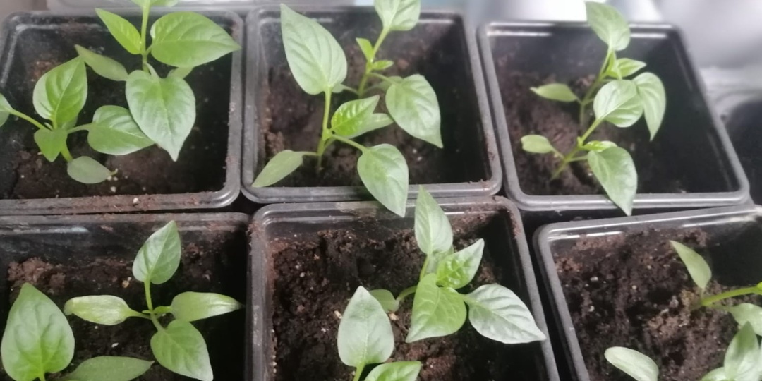 Рассада перца стоит и не растет: 5 причин с решением