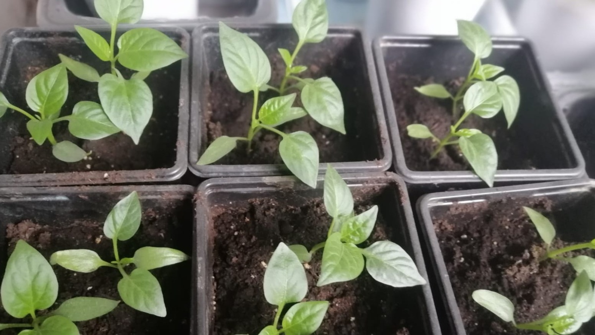 Вот так выглядит рассада, которая "встала" — живая, но не двигается