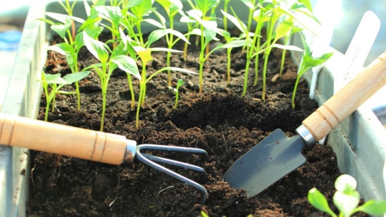 Рыхление после каждого полива — обязательный шаг, не дополнительный