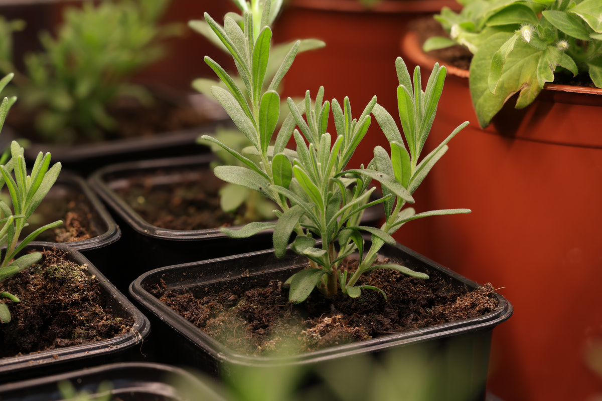 Маточное растение, Вознесенская 84