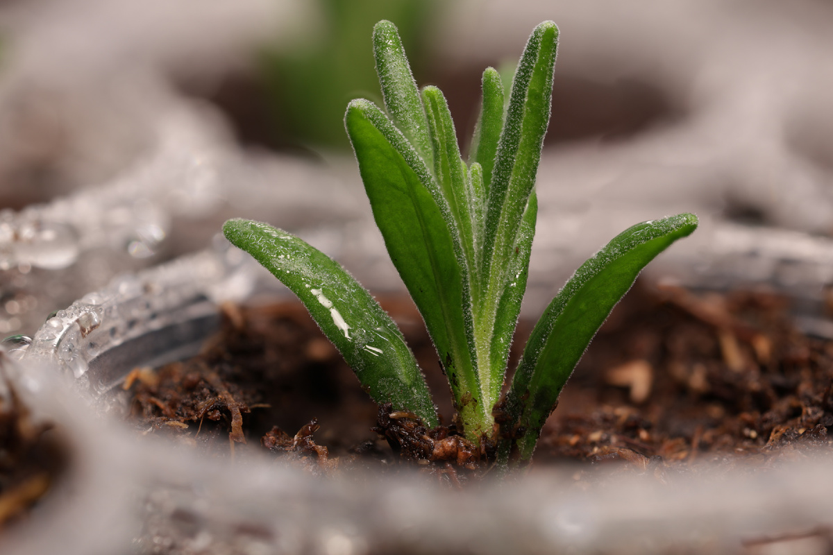 Черенок лаванды