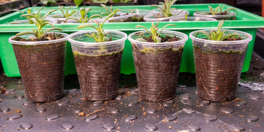 Черенкование лаванды: мой опыт укоренения сорта «Вознесенская 84» за 14 дней