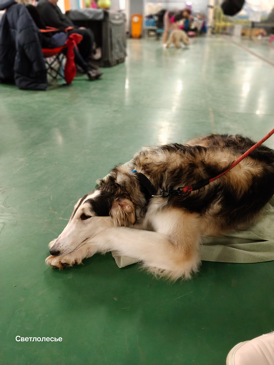 Лежит, никого не трогает))