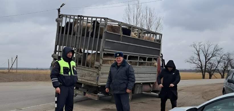   Фото пресс-службы Управления Россельхознадзора по Ростовской области Газета Колос