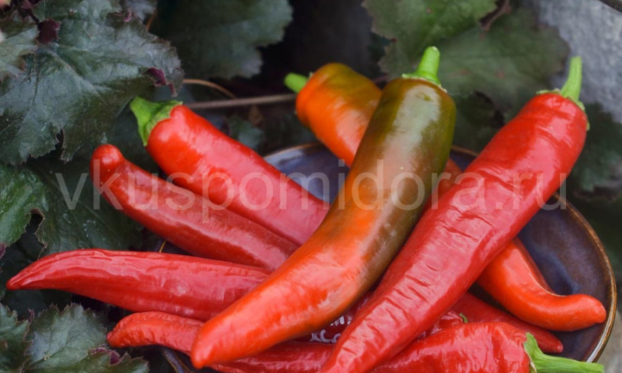 Неаполитанский для жарки и Палермо шоколадный: новые сорта ПЕРЦА на 2026 год