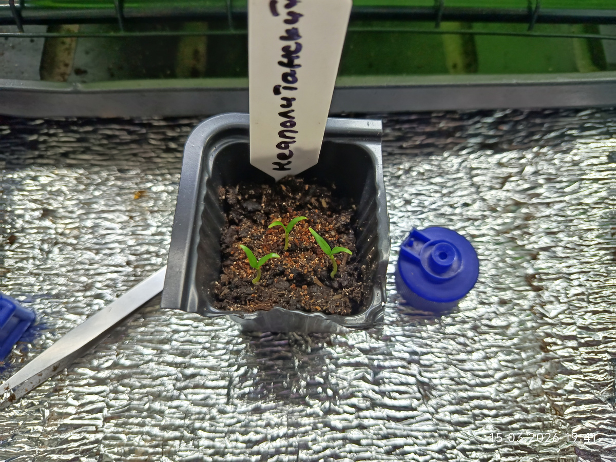 Посев 23 февраля, дата фото 15 марта