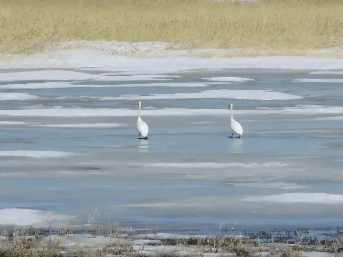 Управление по охране животного мира Омской области