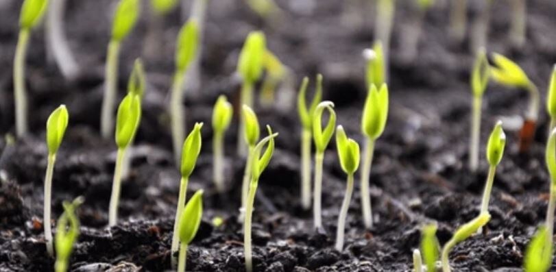 Рассада взошла — что дальше? 6 простых дел (и одно — если что-то пошло не так)