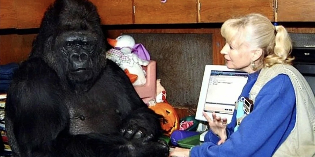 Горилла, которая умела говорить. Почти 50 лет эксперимента — и последние слова, от которых перехватывает горло