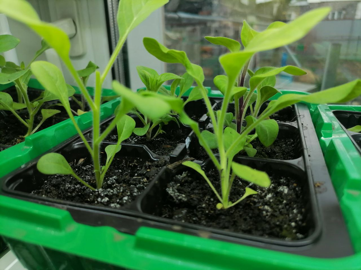 Рассада некоторых петуний склонна к вытягиванию, фото автора