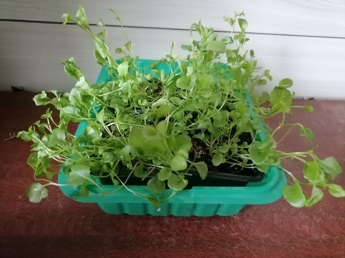 Рассада лобелии, фото автора