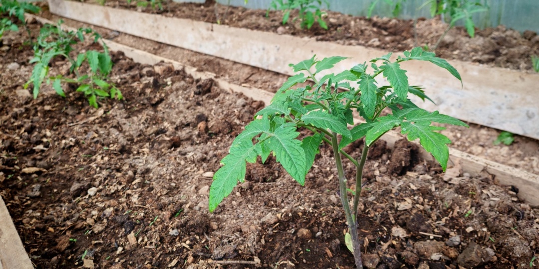 Рассада томатов в теплице: какой мороз переживет без обогрева