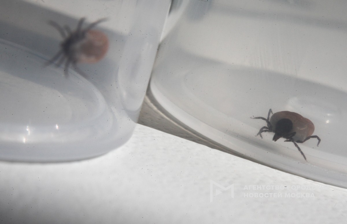 Фотограф: Сергей Ведяшкин