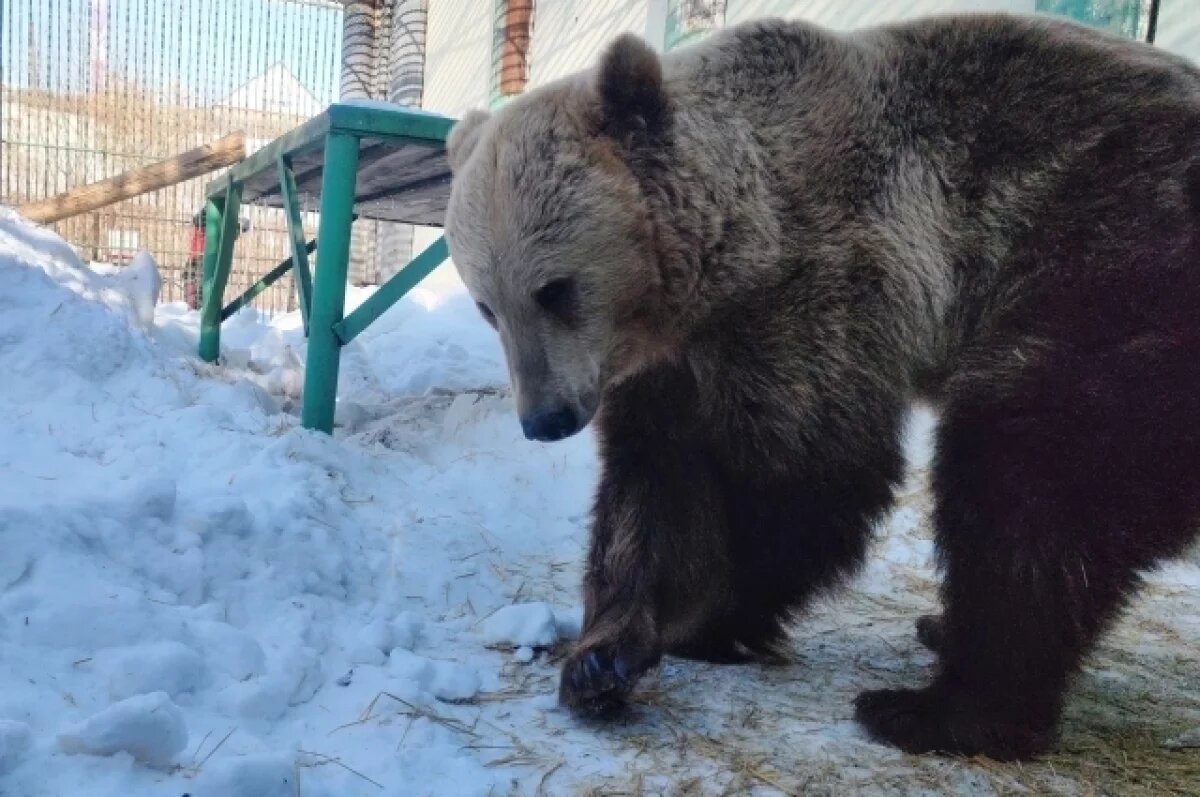    Первые мишки проснулись в зоопарке под Омском