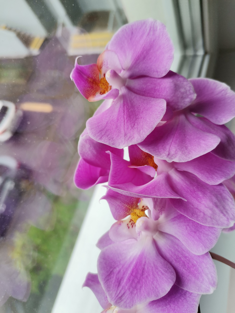 Растения и животные растут и развиваются по законам природы, заложенным в наше Солнце и Вселенную Абсолютом, впитывая свет как энергию и используя переносимую им информацию.