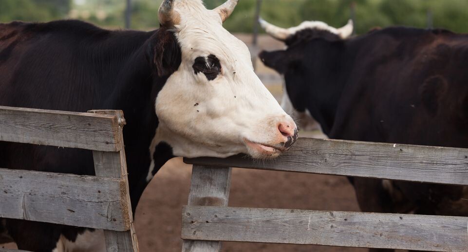 «Буду тенью за вами ходить»: министр сбежал от фермерши, у которой усыпили скот