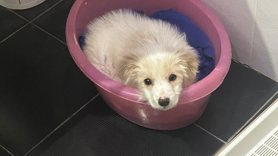 Щенок ищет дом!