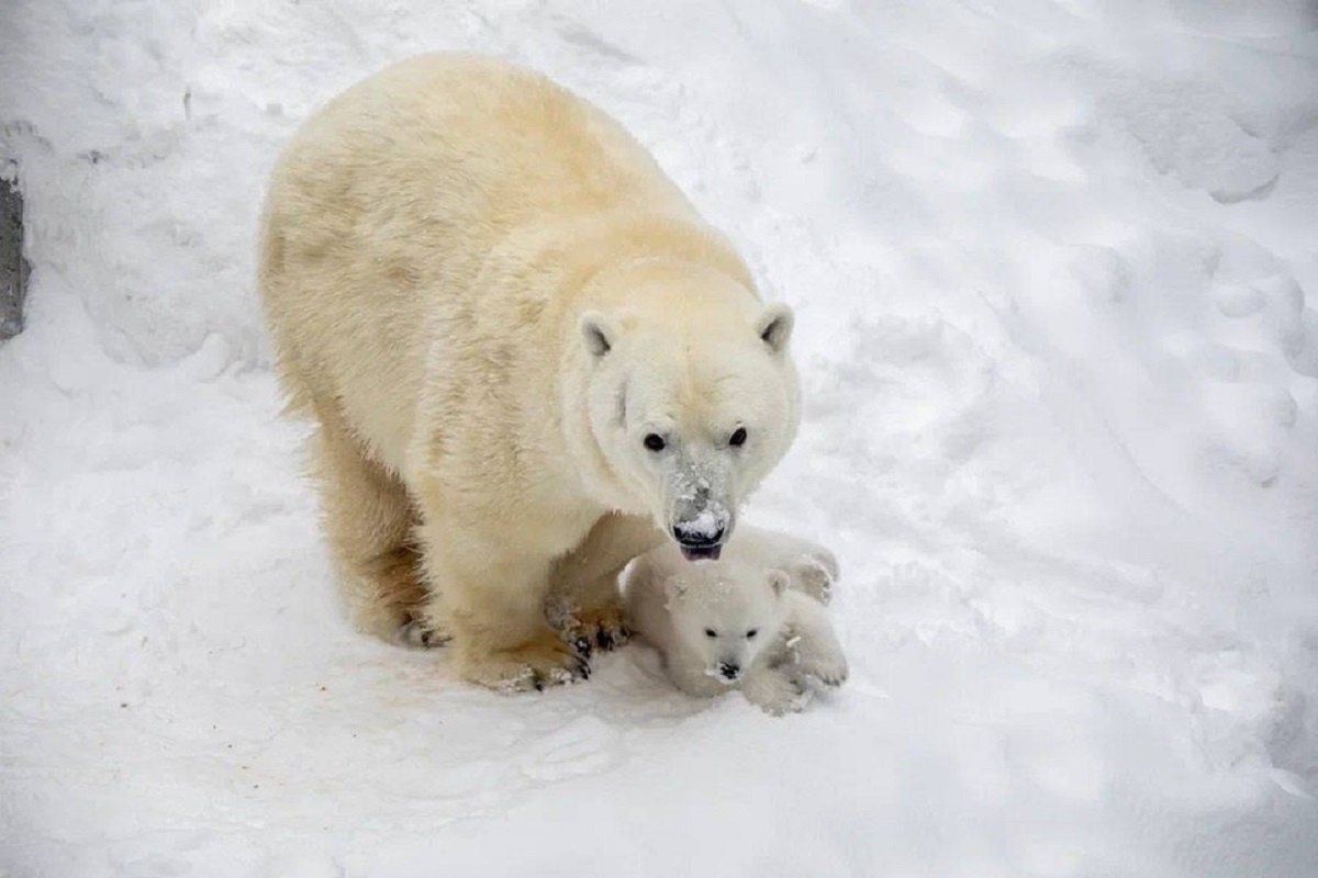    Фото: Новосибирский зоопарк