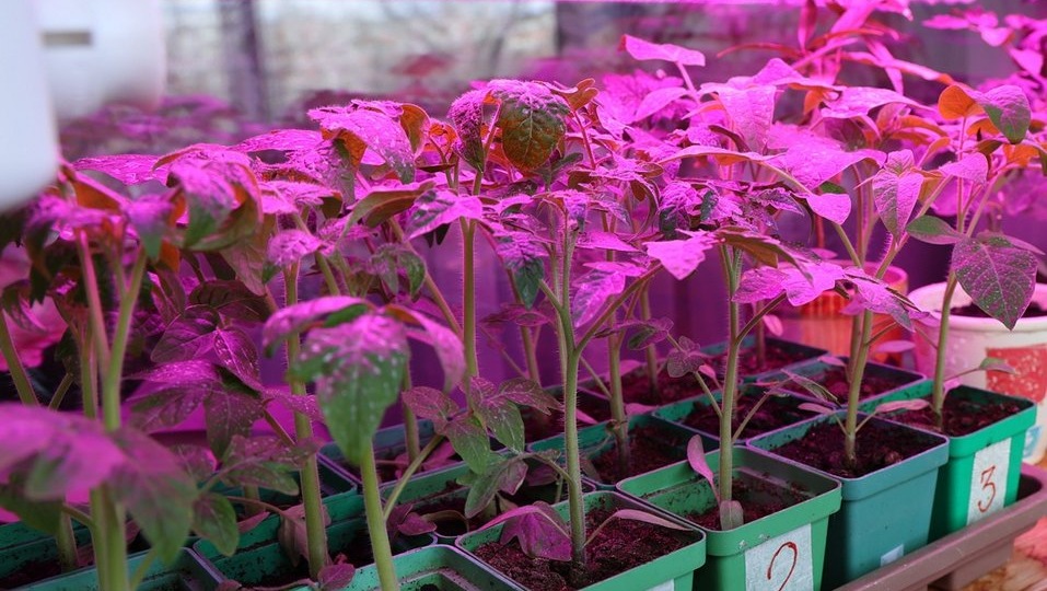 Сине-красный или естественный белый: какой спектр оптимален для растений?