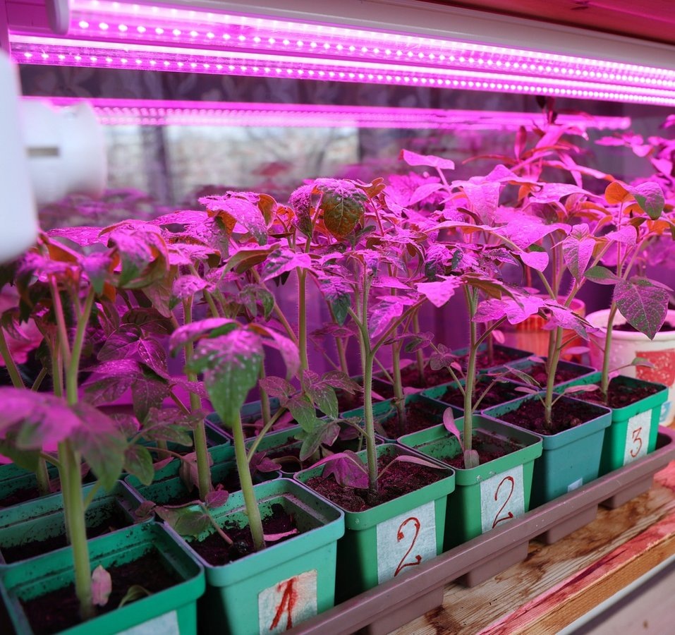 Пример освещения растений красными и синими светодиодами (Фото: Фотобанк Лори)