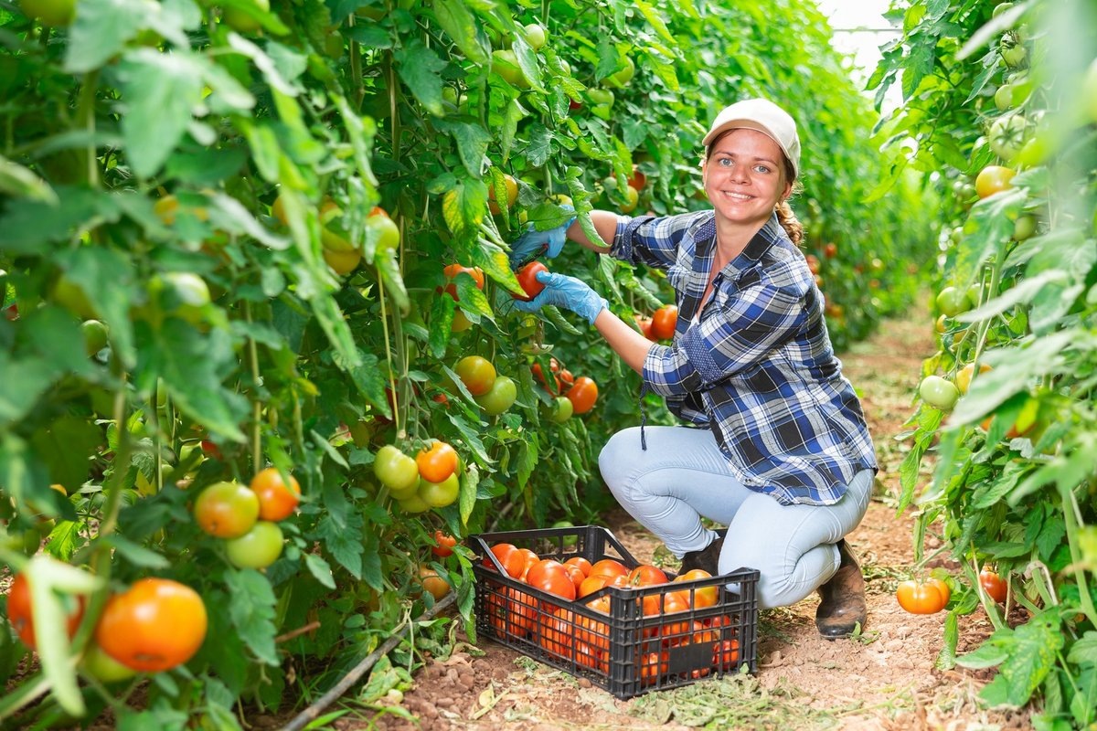 Тепличное хозяйство (Фото: Фотобанк Лори)