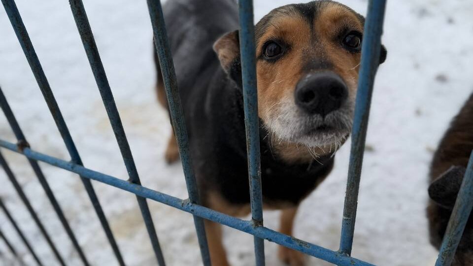 Собрали всего 8300 рублей