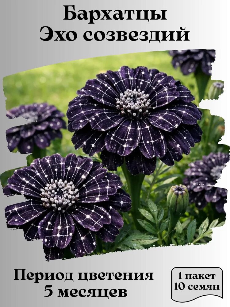 Картинка несуществующих бархатцев из магазина мошенников