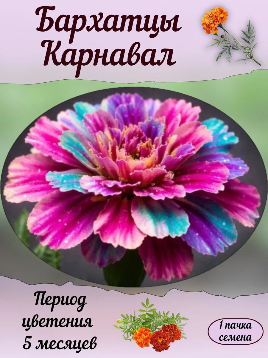 Картинка несуществующих бархатцев из магазина мошенников