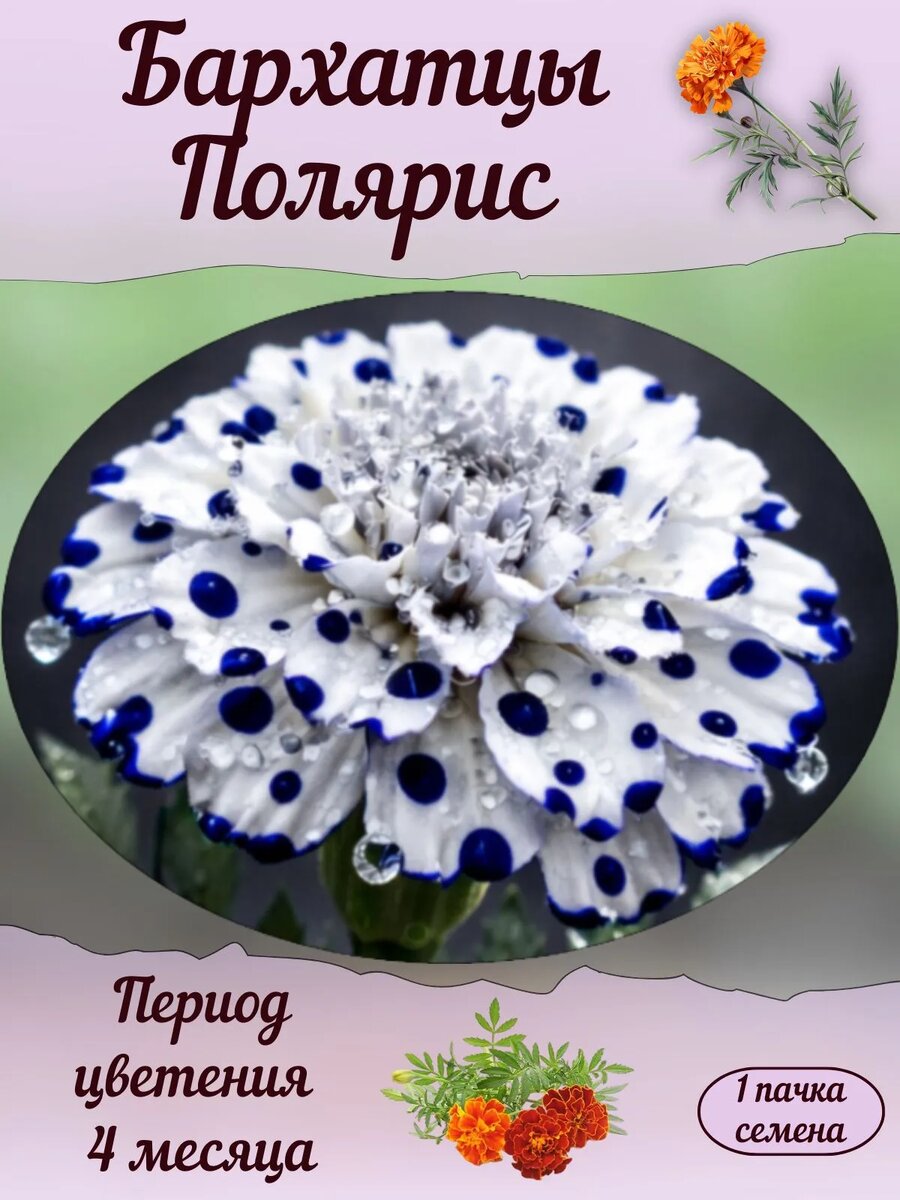 Картинка несуществующих бархатцев из магазина мошенников