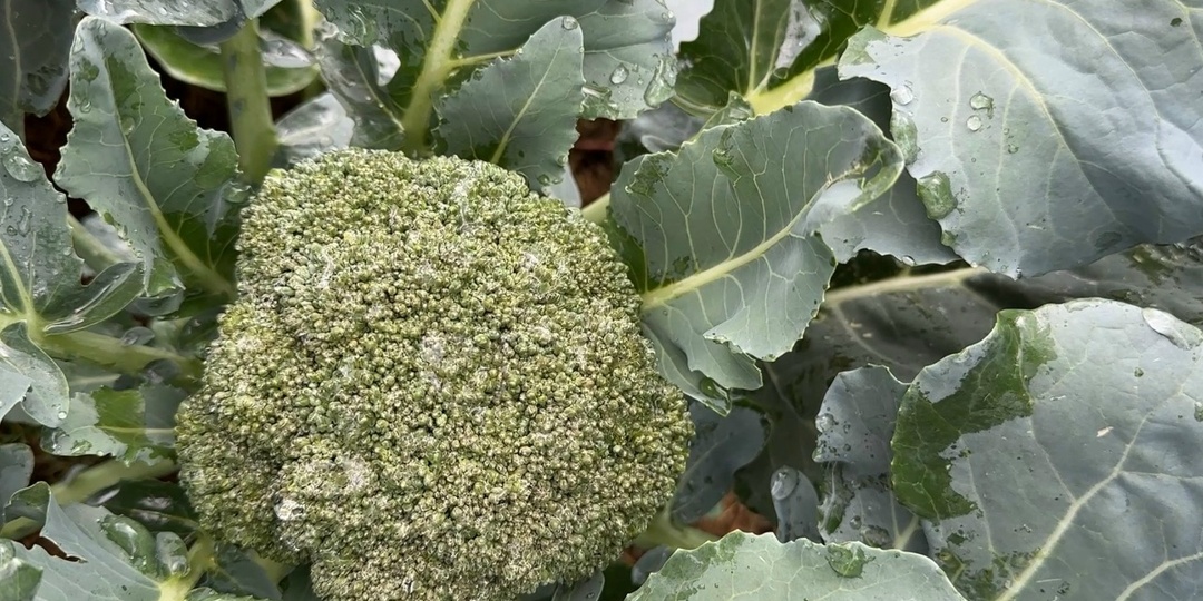 Шпаргалка по выращиванию рассады капусты