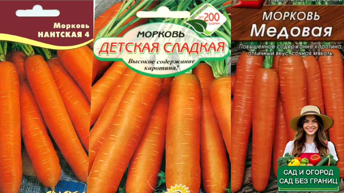 Сорта моркови. 