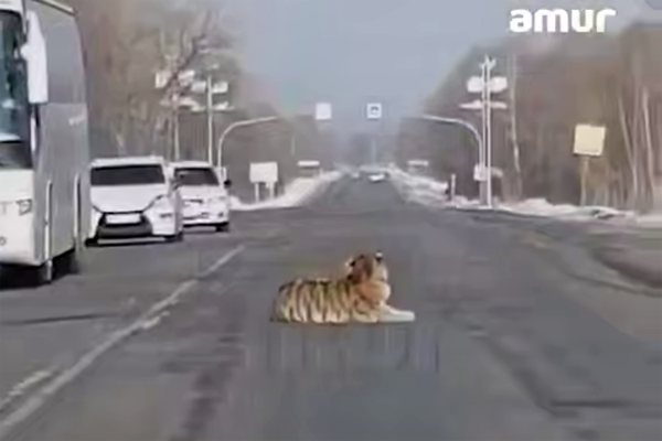 Кадр из видео/Telegram-канал «Amur Mash»  📷