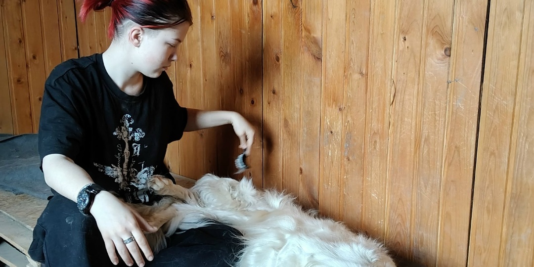 Сколько нужно времени для обучения собаки послушанию