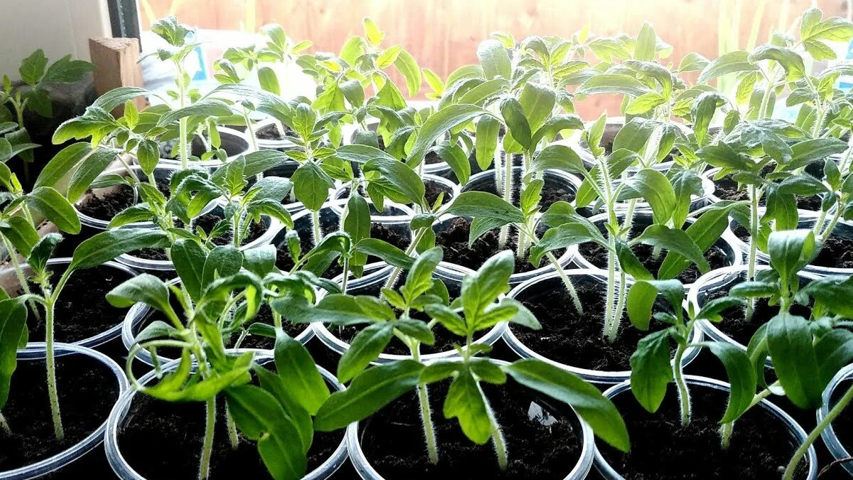 Рассада томатов