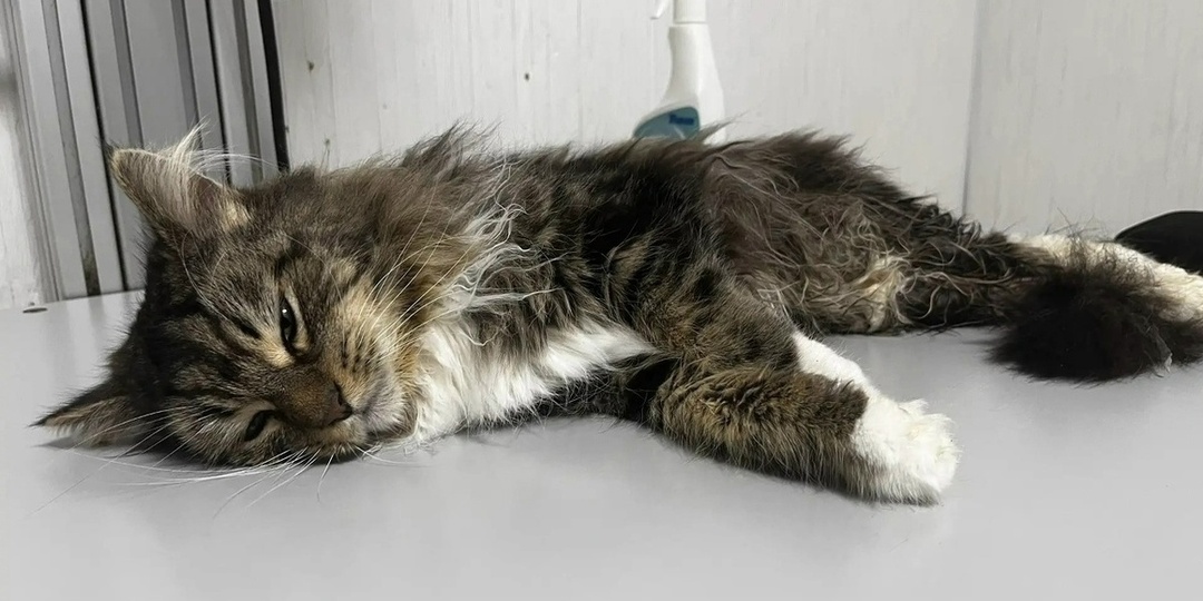 «Майский день» спасает кота с обезвоживанием