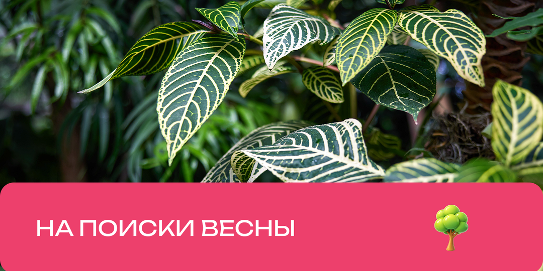 Оранжереи с джунглями в Москве