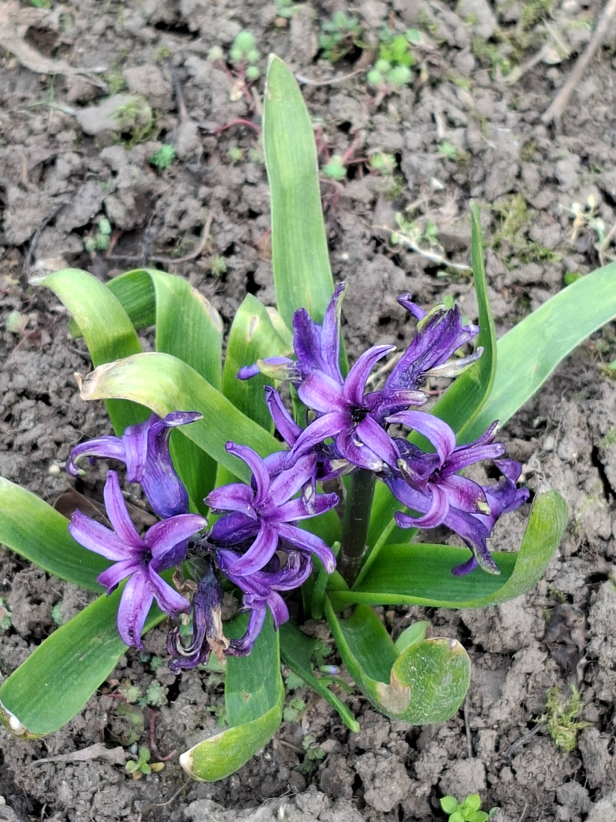 Буду разбавлять статью свежими цветами, их с каждым днём становится всё больше