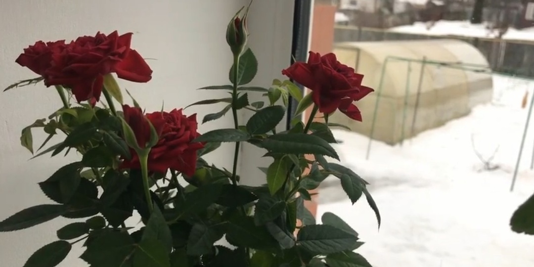 Обработка комнатной розы от паутинного клеща.